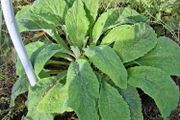 foxgloves