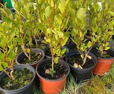 Griselinia