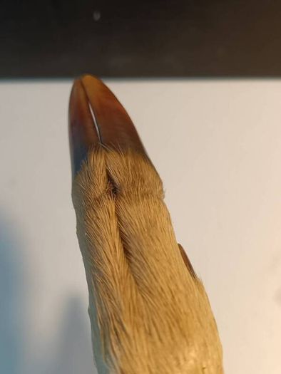 Mid Nineteenth Century Deer Hoof and Horn Page Turner