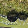 Golf Image 8