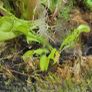 Carnivorous plant terrarium Image 2