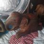Indian Carved Elephants Image 3