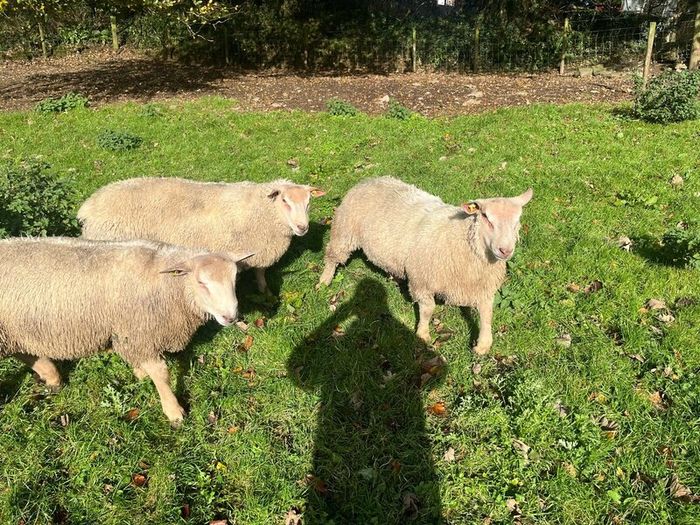 SIS Pedigree Cheviot and Charollais