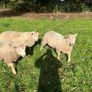 SIS Pedigree Cheviot and Charollais Image 7