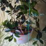 Bonsai Image 7