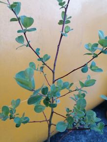 shrub/tree