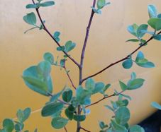 shrub/tree