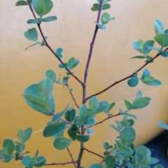shrub/tree