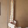 Flexible Spine Model Life Size Image 8