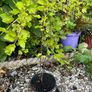 Gooseberry fruit plant Image 7