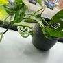 Monstera adansonii - Monkey Image 2