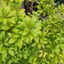 Large pieris japonica plant in a pot Image 2