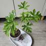 Scented geranium plant Image 2