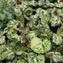 Strawberry Begonia (Saxifraga stolonifera) Image 2
