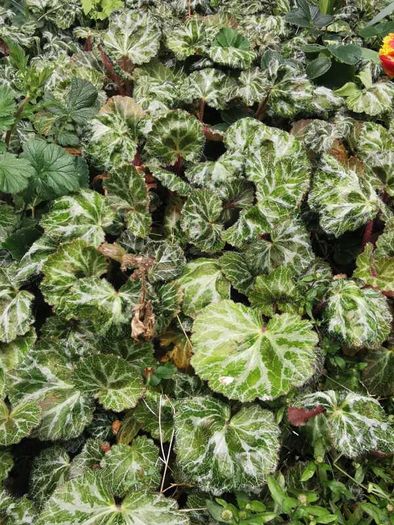 Strawberry Begonia (Saxifraga stolonifera)