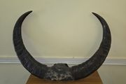 African Water Buffalo Horns
