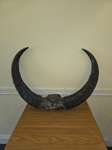 African Water Buffalo Horns