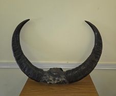 African Water Buffalo Horns