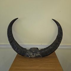 African Water Buffalo Horns