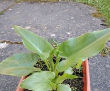 Plant