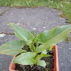 Plant