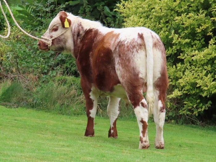 Pedigree Irish Moiled Online Timed Auction