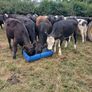 4 and 5 star limousine and Hereford heifers Image 5