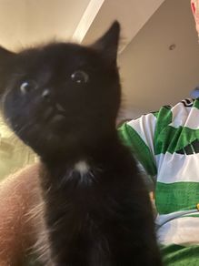 kittens