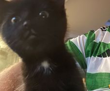 kittens