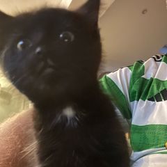 kittens