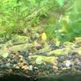 6 species Aquarium plants Image 2