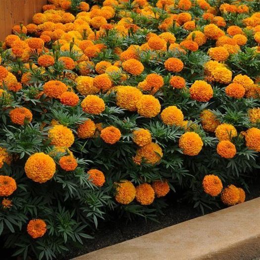 (M) African Marigold Taishan H seeds (10s) (415786)