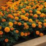 (M) African Marigold Taishan H seeds (10s) (415786) Image 3