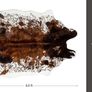 Faux Cowhide Rug Large (4.6ft x 6.6ft) - Cow Print Area Rug with No-Slip Backing (FREE POSTAGE) Image 2