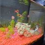 Beautiful  tropical Tank with fish and accessories Image 3