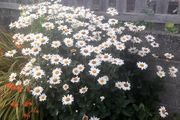 Shasta Daisy (Leucanthemum superbum)
