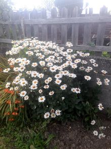Shasta Daisy (Leucanthemum superbum)