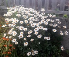 Shasta Daisy (Leucanthemum superbum)