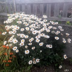 Shasta Daisy (Leucanthemum superbum)