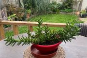 Large Aloe juvenna