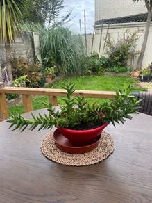 Large Aloe juvenna