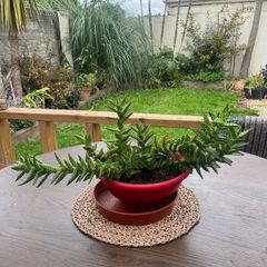 Large Aloe juvenna