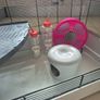 rat, chinchilla, hamster, guinea pig, rodent cage with accessories Image 3