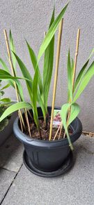Beautiful Papilio Rubby Plants