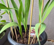 Beautiful Papilio Rubby Plants