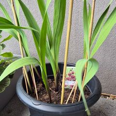 Beautiful Papilio Rubby Plants