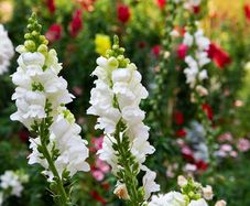 (S) Snapdragon Snowflake seeds 0.2g (415915)