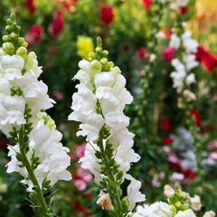 (S) Snapdragon Snowflake seeds 0.2g (415915)