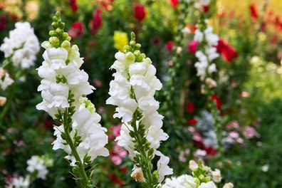 (S) Snapdragon Snowflake seeds 0.2g (415915)