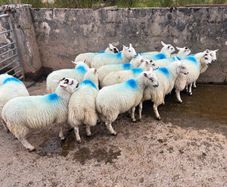 Ewe lambs